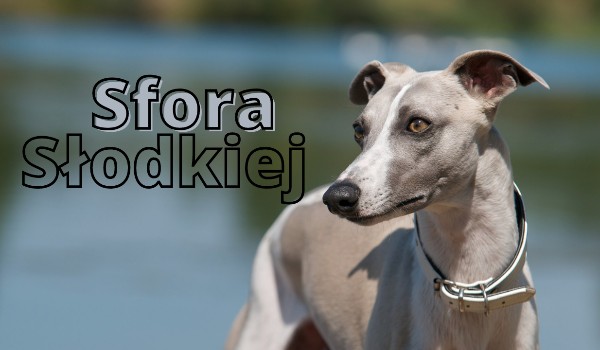 Sfora Słodkiej~[#4 Miejski klimat]