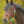 Rainbow_Horses