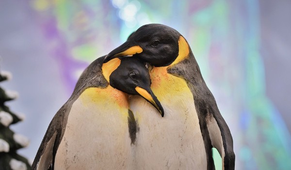 Ile wiesz o pingwinach?