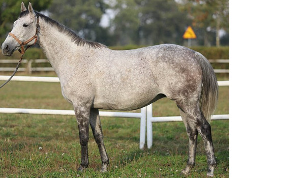 Stadnina HorseTheBest – Konie – LadyHorseArrow, czyli córka mistrzów