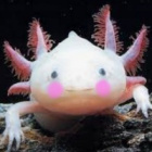 _.Axolotl._
