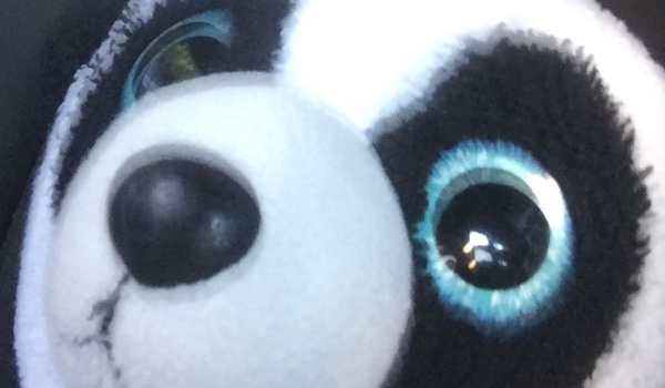 Pytanie na tydzień: