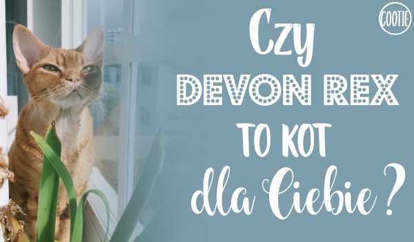 Czy Devon Rex to kot dla Ciebie?