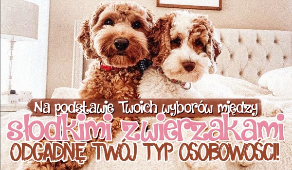 Na podstawie Twoich wyborów między słodkimi zwierzakami, spróbuję odgadnąć Twój typ osobowości!
