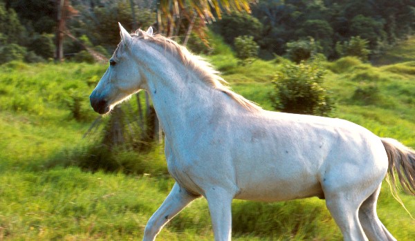 Potrafisz dopasować rasy koni do ich zdjęć ?