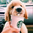 latte.