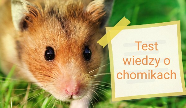 Test wiedzy o chomikach!