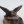 Shira33