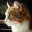 Klonowy_Lisc