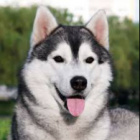 LadyDog1600