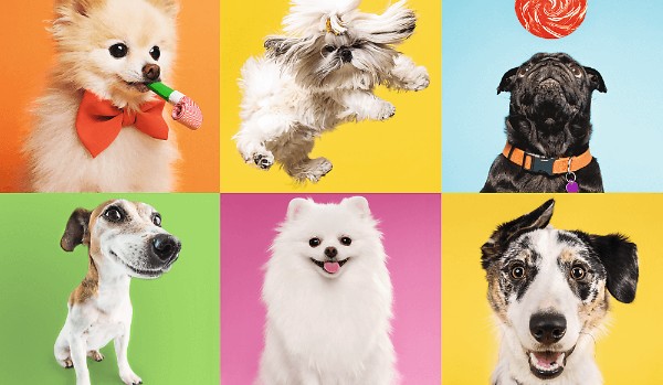 Jaka rasa psa do Ciebie pasuje