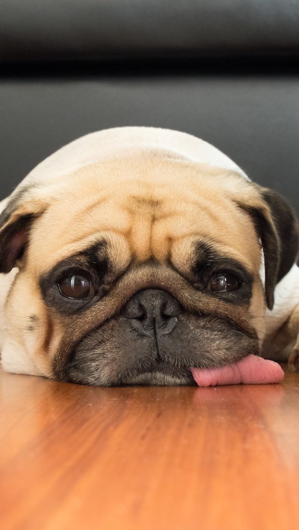 Czy mopsy są sławne? sameQuizy