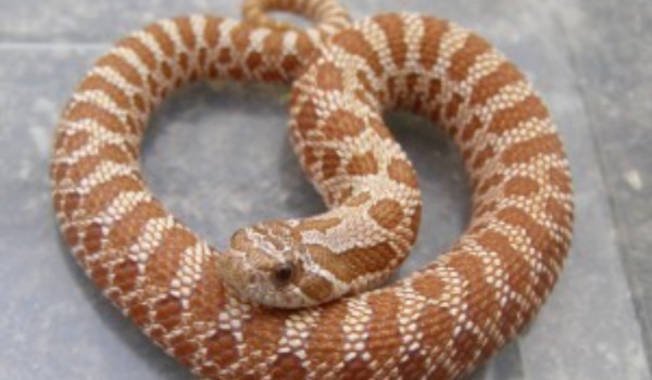 Czy jesteś gotowy na węża