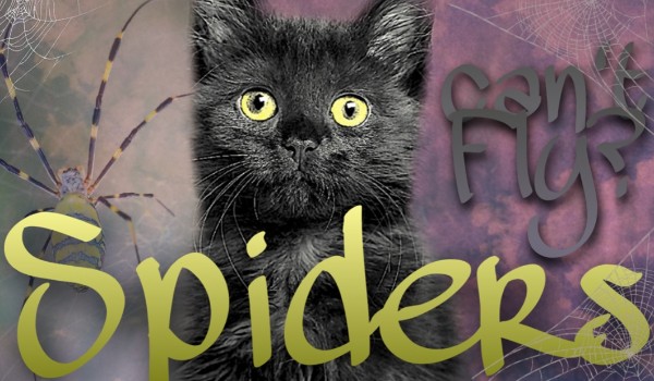 Spiders can’t fly? prolog