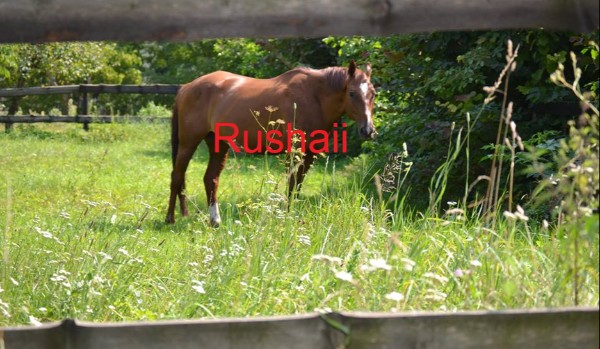 Jadłospis moich koni- Feeding Routine