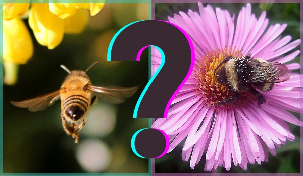 Pszczoła czy trzmiel? Spróbuj je rozróżnić!
