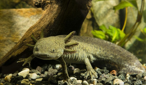 Test wiedzy o Axolotlach
