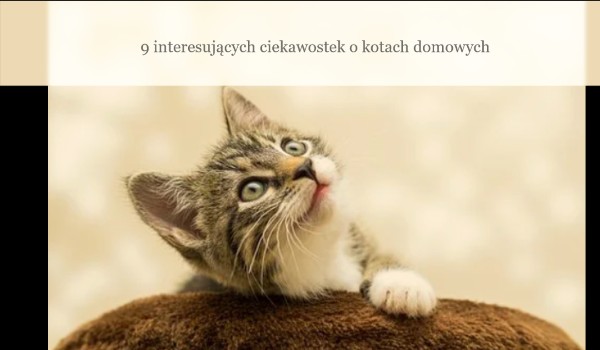 9 interesujących ciekawostek o kotach domowych cz.2