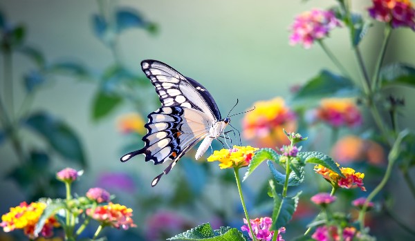 Czy rozpoznasz te gatunki motyli?