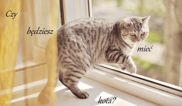 Czy będziesz mieć kota?