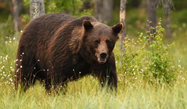 Niedźwiedź grizzly czy niedźwiedź brunatny? Który z tych misiów jest na zdjęciu?