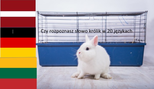 Czy rozpoznasz słowo królik w 20 językach?