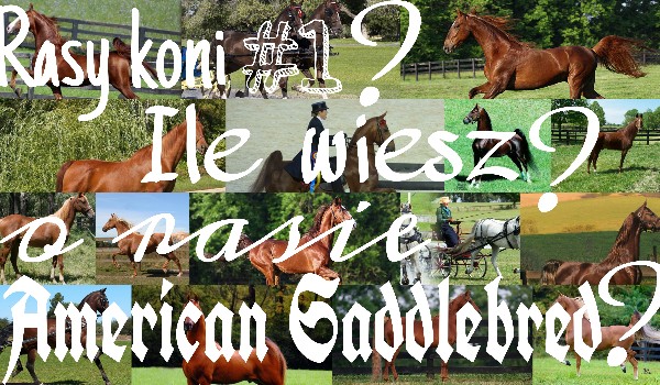 Rasy koni #3 – Ile wiesz o rasie American Saddlebred