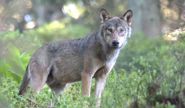 Prophecy//rozdział 1