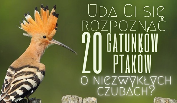 Uda Ci się rozpoznać 20 gatunków ptaków o niezwykłych czubach?