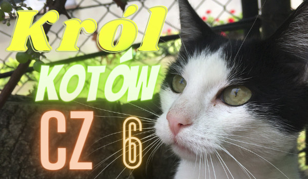 Król Kotów – Cz.6