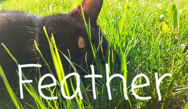 Feather ~ Rozdział 4