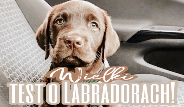 Wielki test o Labradorach!