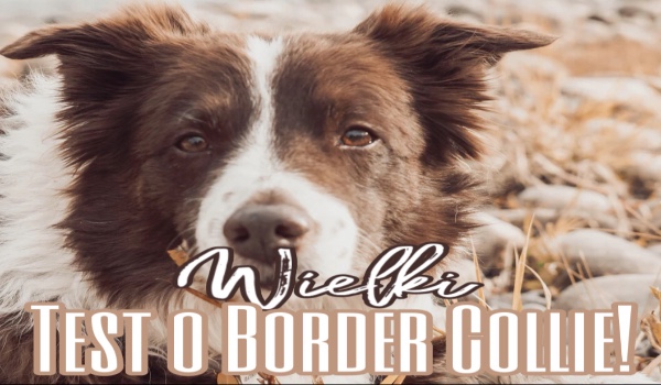 Wielki test o Border Collie!