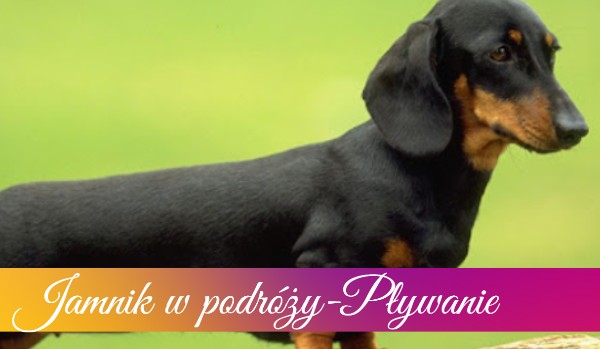 Jamnik w podróży- Pływanie