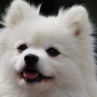 Piesia22222222222222