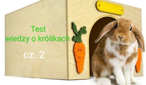 Test wiedzy o królikach. Cz. 2