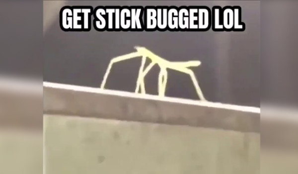 Jakie jest twoje duchowe zwierzę – Ulimate