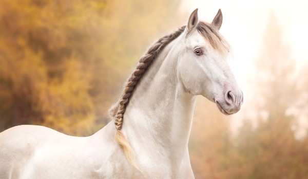 Jak dużo wiesz o koniach ?