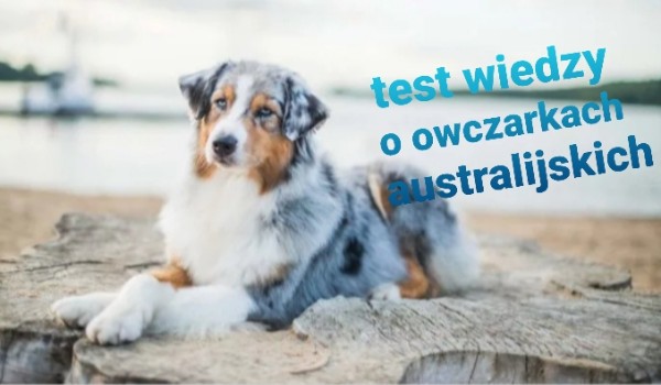 Test wiedzy o owczarkach australijskich
