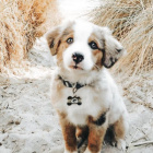 love.doggie