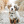 love.doggie