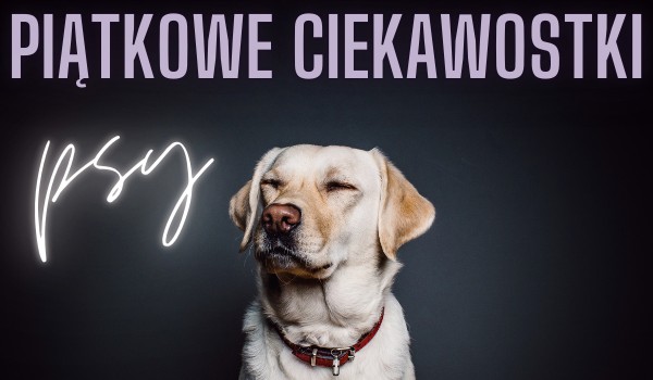 Piątkowe ciekawostki #2 Psy.