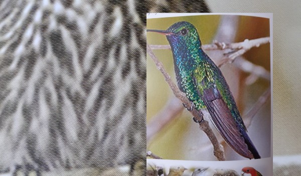 Bonus-informacje o kolibrach #2