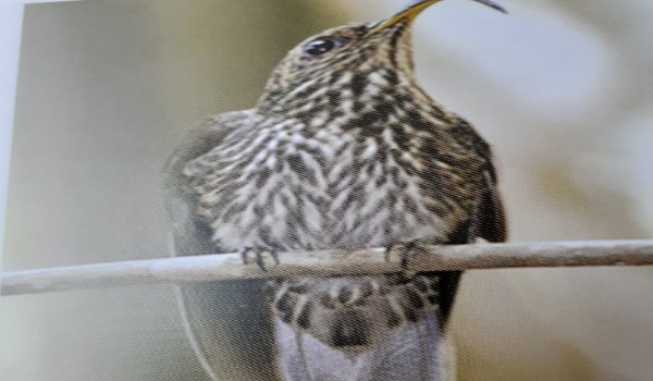 Bonus-informacje o kolibrach