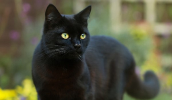 Talksy o Wojownikach #4