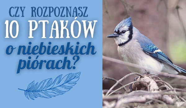 Czy rozpoznasz 10 ptaków o niebieskich piórach?