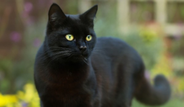 Talksy o Wojownikach #6