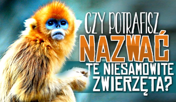 Czy potrafisz nazwać te niesamowite zwierzęta?