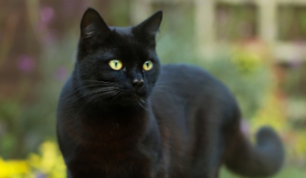 Talksy o Wojownikach #7