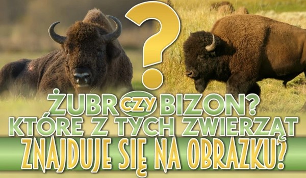 Żubr czy bizon? – Które z tych zwierząt znajduje się na obrazku?